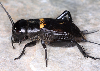 Feldgrille (Gryllus campestris) - © Gernot Kunz